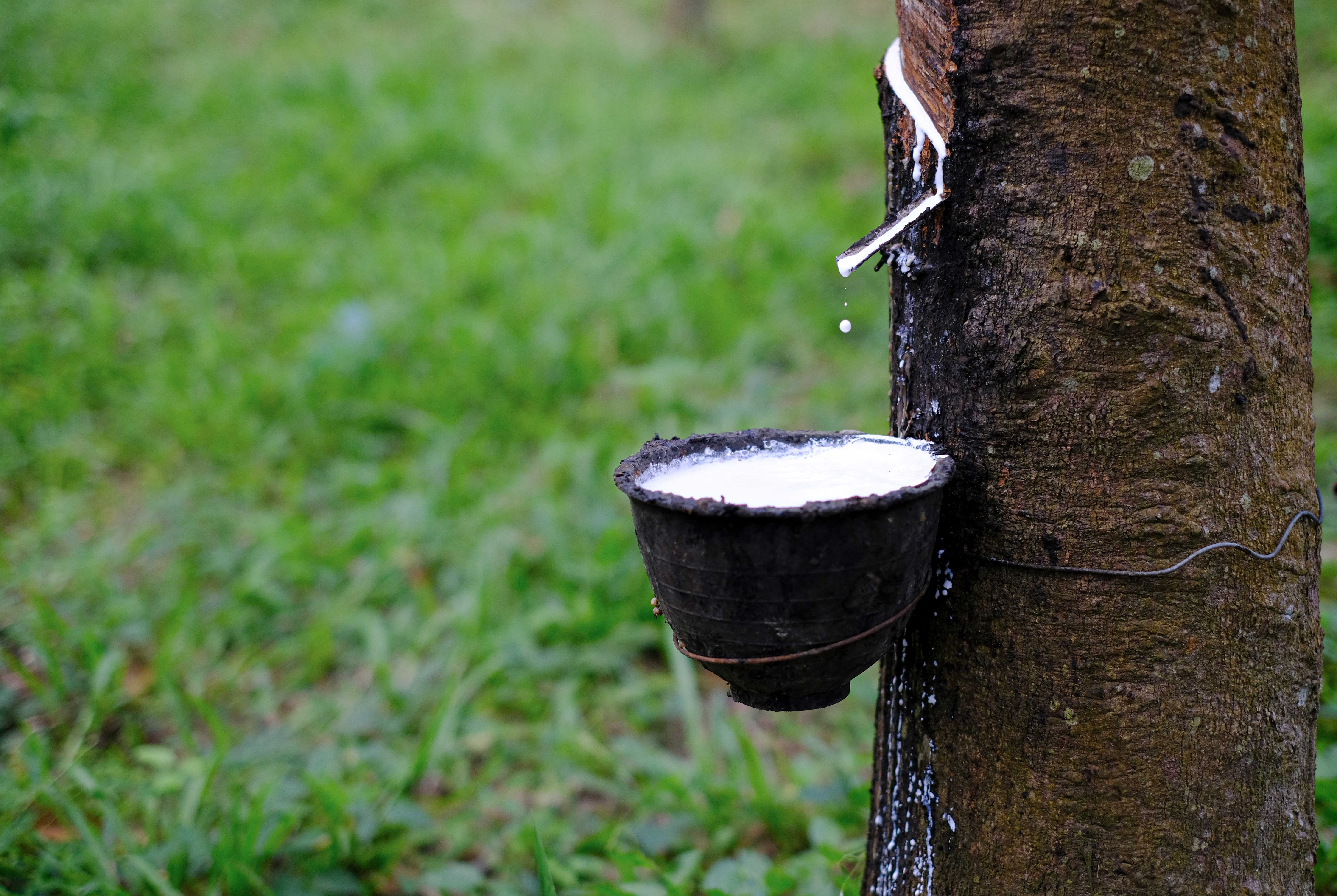 Natural Rubber - Homa HorizonTrading