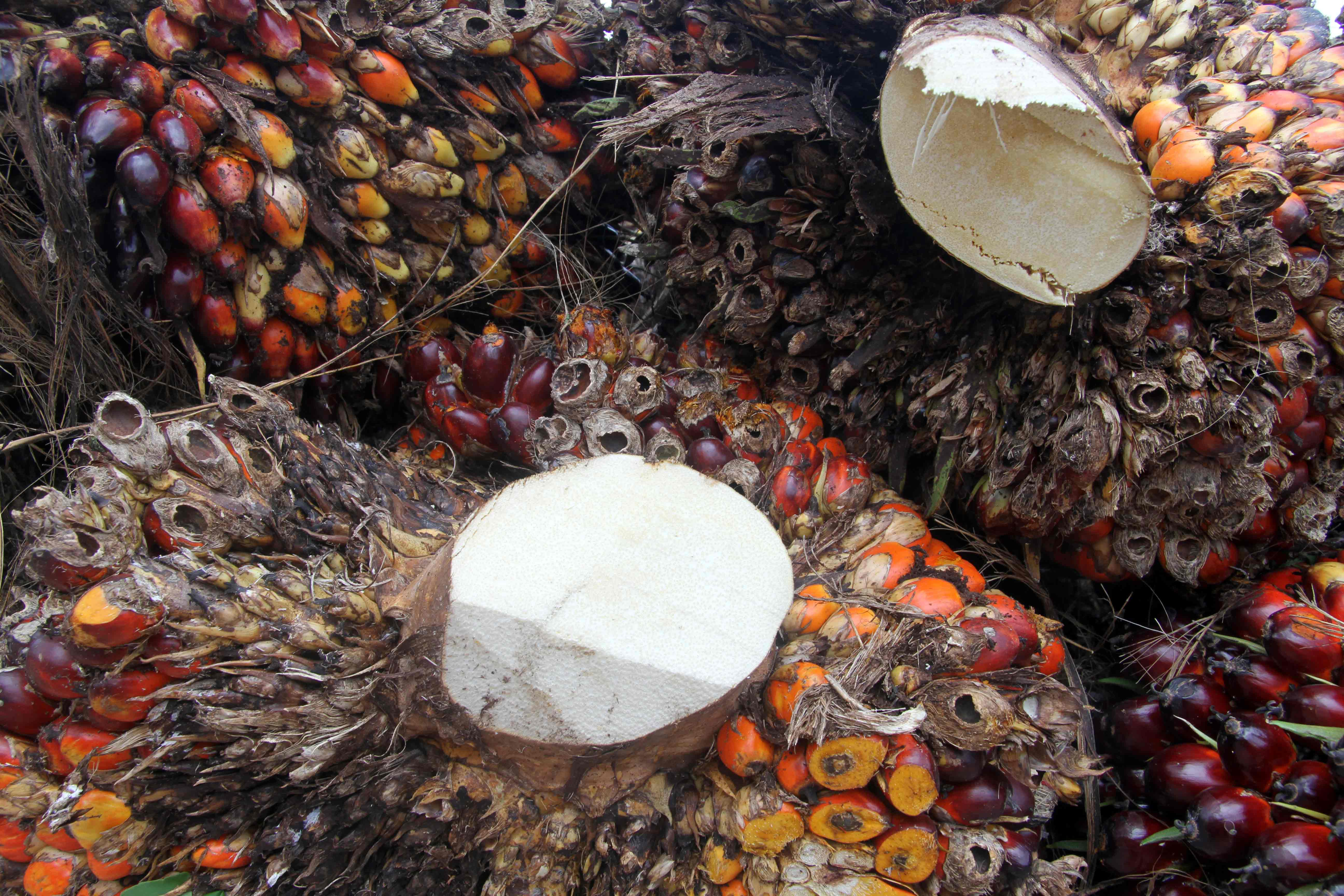 Palm Oil - Homa Horizon Trading
