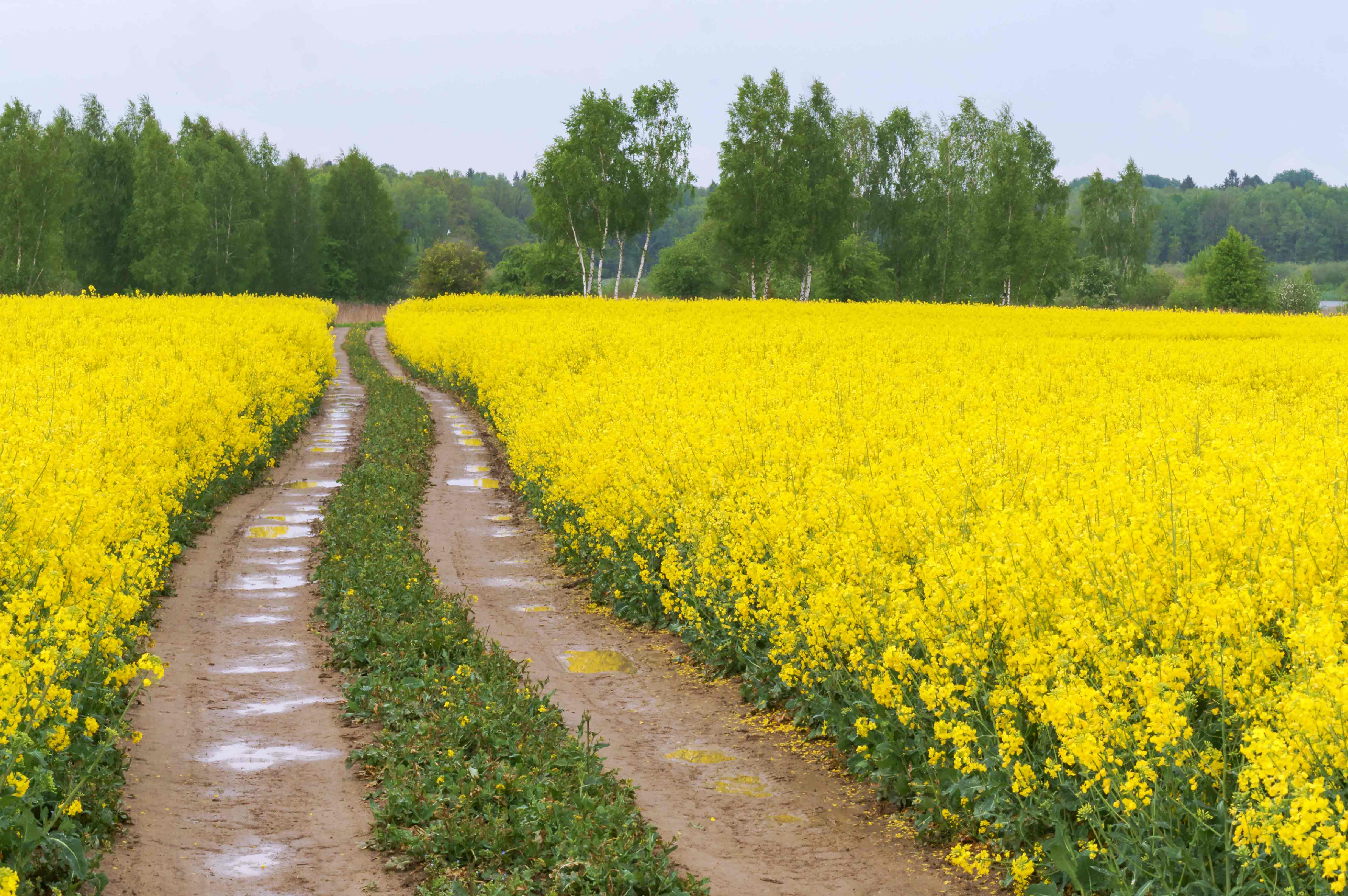 Canola Oil - Homa Horizon Traing